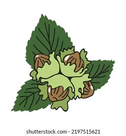 A healthy, nutritious vegetarian snack. A bunch of hazelnuts with leaves. Additive element for packaged chocolate. Illustration in the style of contour graphics in doodle style. Organic food.