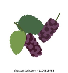 Healthy organic black mulberry, colorful tropical nature fresh fruit objects.