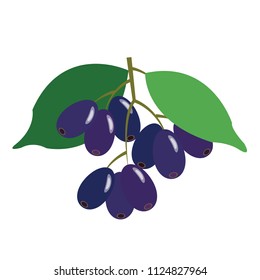 Healthy organic jambolan plum, colorful tropical nature fresh fruit objects.