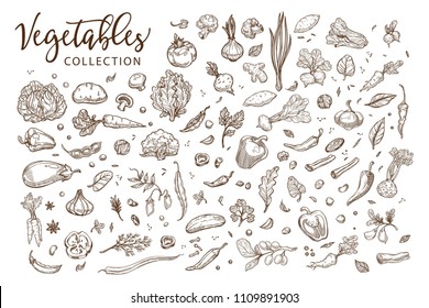 Healthy organic vegetables collection of monochrome sepia sketches