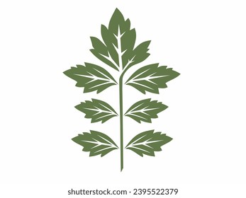 healthy parsley leaves isolated on white. design vector illustration
