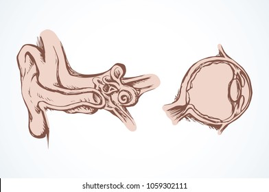 Healthy people internal sensory visual system and external utricle tube sign on white background. Outline black ink hand drawn eustachian healthcare icon pictogram symbol in doodle style pen on paper