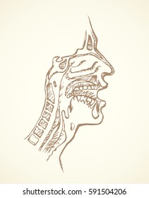 Healthy people Nasopharyngeal hyoid body part isolated on white background. Outline ink hand drawn picture sketch in doodle vintage doodle style pen on paper. Closeup side face view and space for text