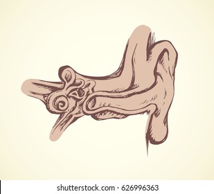 Healthy people semicircular ear lobule part isolated on background. Outline black ink hand drawn picture diagram sketch in doodle graphic style pen on paper. View closeup with space for text