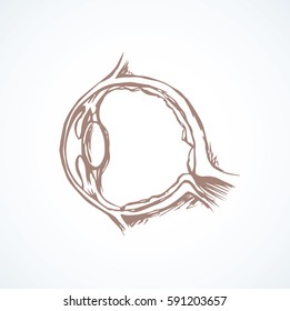 Healthy people visual system part sign isolated on white background. Linear black ink hand drawn picture logo sketch in doodle vintage engraving style pen on paper. View closeup with space for text