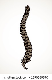 Healthy posture section diagnostic concept on white space for text. Outline black hand drawn hip leg logo emblem pictogram in doodle art vintage vector style. Analysis coccyx cure abstract side view