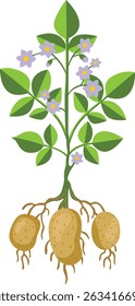 Healthy Potato Plant with Tubers and Flowers
