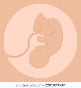 Healthy Pregnancy Embryo on Ultrasound