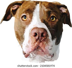Healthy pure bred Pit Bull Terrier
