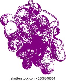 Vector de frutas de uvas moradas sanas