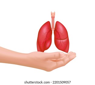 Healthy red lung in hand isolated on white background. Respiratory system treatment concept and pulmonary disease treatment. Realistic 3D Vector illustration.