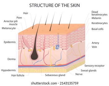 Healthy skin anatomy. Multilayered epidermis with hair follicle, sweat and sebaceous glands. Medical vector illustration. Skin of the dermis and epidermis, hypodermis.