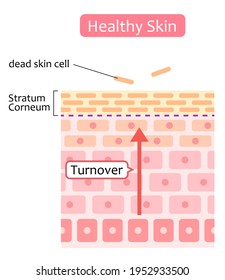 Healthy Skin Cell Turnover Illustration. Skin Care And Beauty Concept