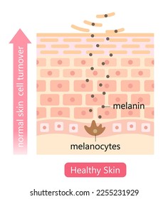 ilustración saludable del recambio de células de la piel. derramando células de la piel muertas y sustituyéndolas por células más jóvenes. Concepto de cuidado de la piel de belleza
