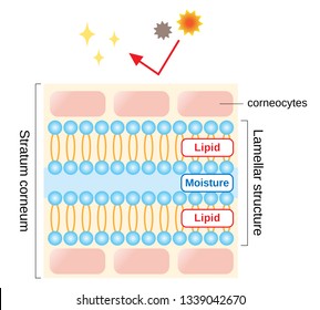 healthy skin diagram. structure of stratum corneum and lamellar structure, which play the protective role for skin barrier functions. beauty and skin care concept
