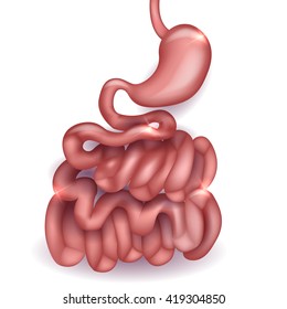 Healthy small intestine and stomach, bright anatomy illustration, white background