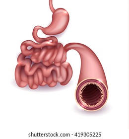 Healthy Small Intestine And Stomach, Bright Anatomy Illustration On A White Background