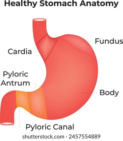 Healthy Stomach Anatomy Science Design Vector Illustration