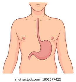 Healthy Stomach Inside Man Body Vector Illustration.