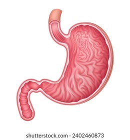 Healthy stomach. Isolated vector illustration