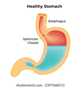 Healthy Stomach Science Design Vector Illustration