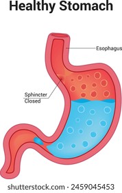 Healthy Stomach Science Vector illustration