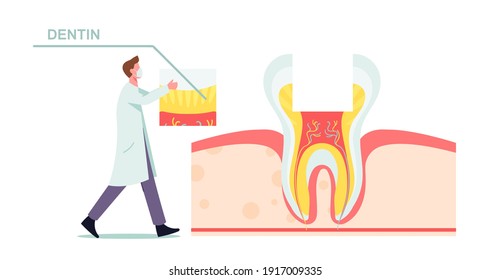 Healthy Teeth Anatomy and Structure Concept. Tiny Dentist Male Doctor Character in Mask and White Robe Put Part of Dentin on Huge Tooth Cross Section View Infographics. Cartoon Vector Illustration