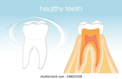 Healthy teeth on the blue background. Vector