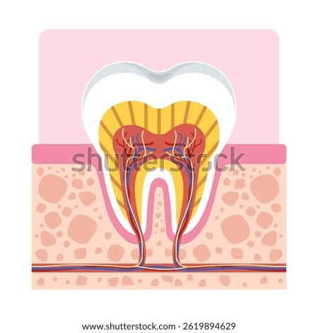 Healthy tooth anatomy cross section showing root, nerves, enamel, and gum structure for dental and medical use. Vector illustration isolated on white background.