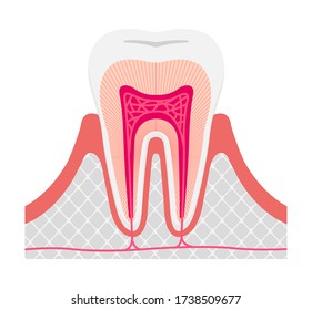 Bone Cross Section High Res Stock Images Shutterstock