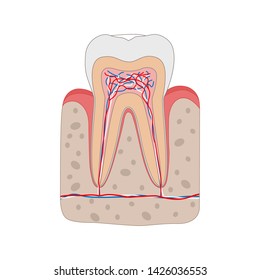 Healthy tooth diagram isolated on white background. Tooth cross section and anatomy of gum Medical dental poster illustration in flat design.