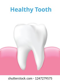 Healthy tooth with gum isolated on white background, Realistic design illustration Vector.