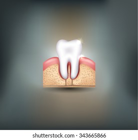 Healthy tooth gums and bone detailed illustration