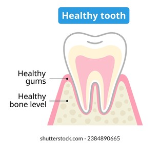 gesunder Zahn und Zahnfleisch. Vorbeugung von Gingivitis und Parodontitis. Konzept der Zahn- und Mundhygiene
