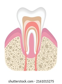 Healthy tooth is not infected with caries. Stage before of caries development. Tooth structure in flat style. Tooth with enamel. Realistic vector illustration