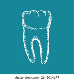 Healthy tooth with roots, tooth anatomy - sketch illustration. Healthcare, and oral hygiene. Outline engraving doodle clipart