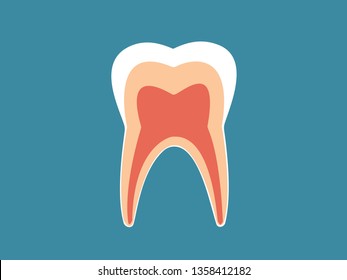 A healthy tooth structure of human body with layers  for dental clinic vector illustration