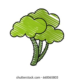 Healthy vegetable broccoli