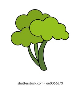 Healthy vegetable broccoli