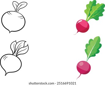 Healthy vegetable rich in vitamins and antioxidants. Raphanus sativus. Crunchy salad. Vector illustration, flat style, clip art.