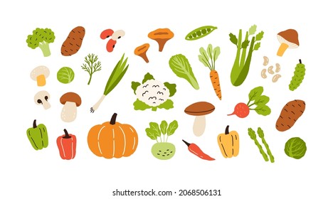 Healthy vegetarian food set with fresh vegetables and mushrooms. Raw farm carrot, pumpkin, pepper, broccoli, potato and cauliflower. Colored flat vector illustration isolated on white background