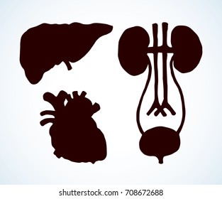 Healthy viscera system part isolated on white paper background. Dark black ink hand drawn picture logo sign in engraving print vintage graphic style. Cross section tube cystitis symbol