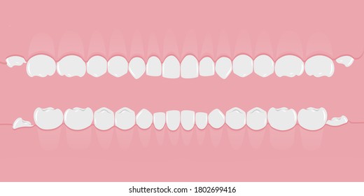 Healthy white human teeth in the gum in a row. Teeth without roots. Infographic elements for dentists and orthodontists. Banner in a flat style on a pink background. Vector illustration