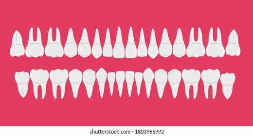 Healthy white human teeth in a row. Beautiful, even teeth with roots. Infographic elements for dentists and orthodontists. A flat-style banner. Isolated on a red background. Vector illustration