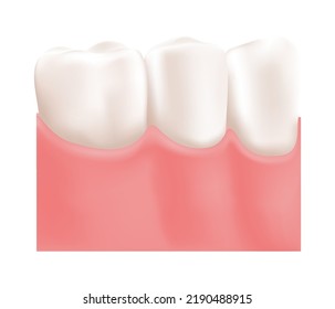 Healthy White Shiny Human Teeth. Pink Healthy Gums. Molar and Premolar Teeth. Template for Education. Color Realistic 3d style. White background. Vector illustration for Dental Hygiene Medical Design.