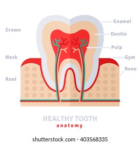 Healthy white tooth anatomy flat icon concept. Vector illustration. Pulp and nerves, strong enamel,  gums and bone. 