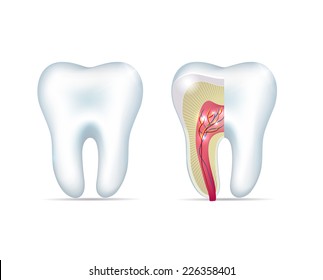 Healthy white tooth and cross section of the tooth