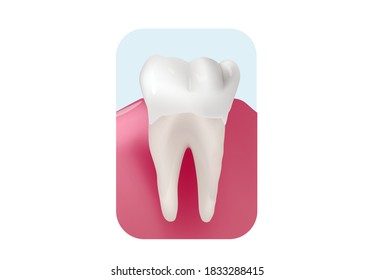 A healthy white tooth in healthy gum. Teeth whitening concept vector illustration