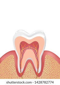Healthy white tooth, gums and bone illustration, detailed anatomy. Tooth anatomy infographics. Realistic White Tooth Mockup. Oral Care health Concept. Medical banner or poster Vector illustration