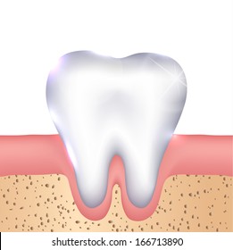 Healthy white tooth, gums and bone illustration, detailed anatomy